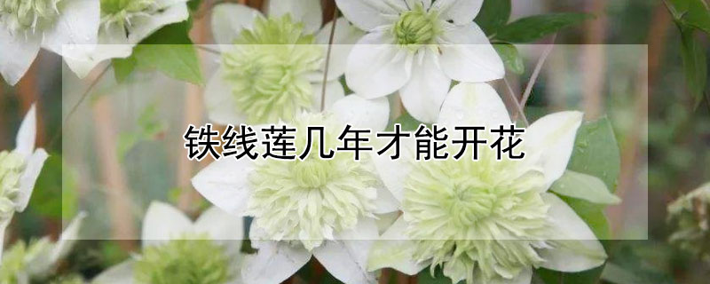 铁线莲几年才能开花