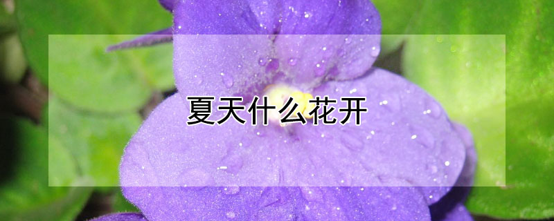 夏天什么花开