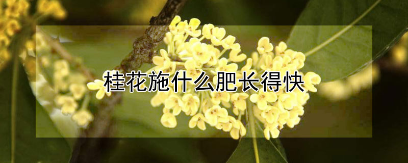 桂花施什么肥长得快