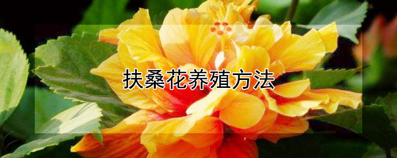 扶桑花养殖方法