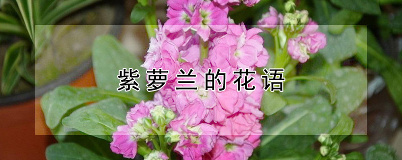 紫萝兰的花语