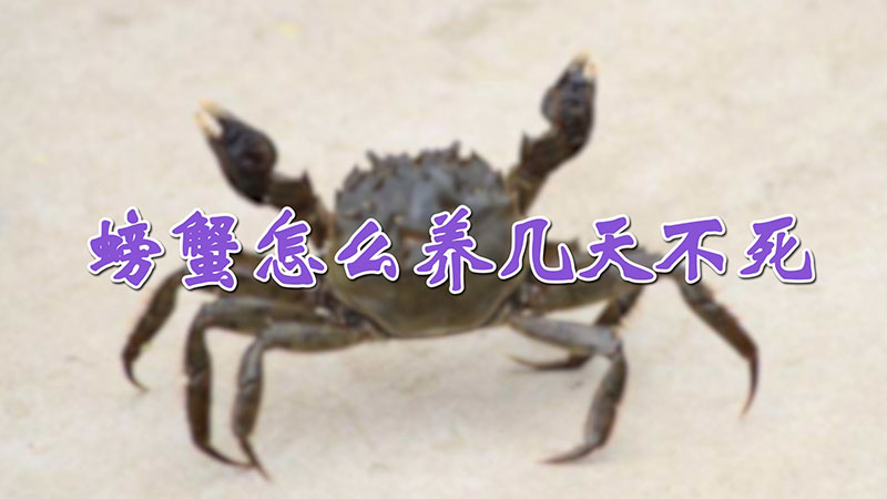 螃蟹怎么养几天不死
