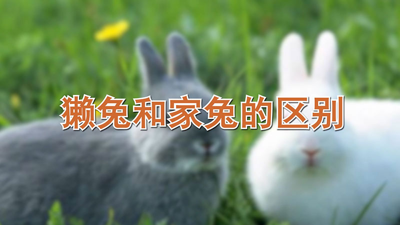 獭兔和家兔的区别
