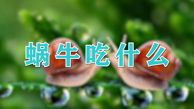 蜗牛吃什么