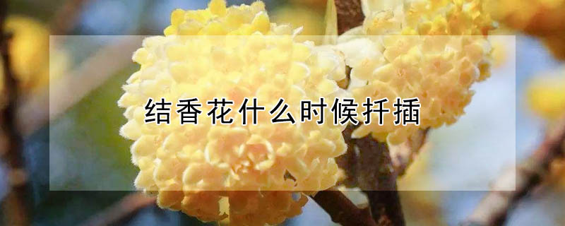 结香花什么时候扦插