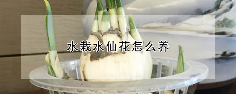 水栽水仙花怎么养