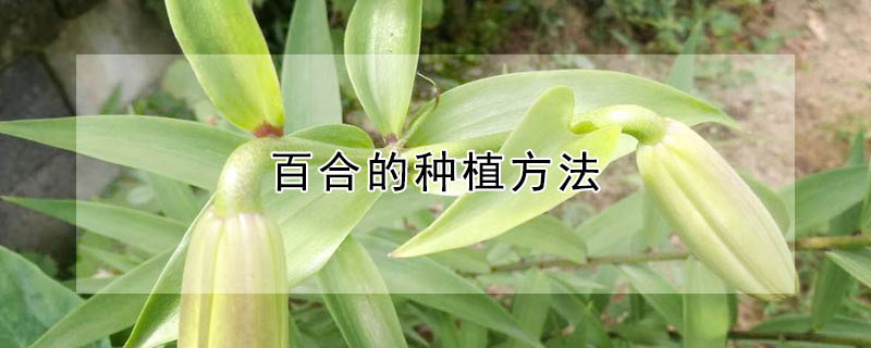 百合的种植方法