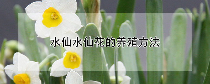 水仙水仙花的养殖方法