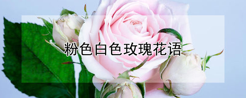 粉色白色玫瑰花语