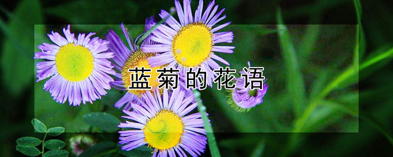 蓝菊的花语