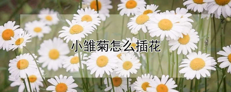 小雏菊怎么插花