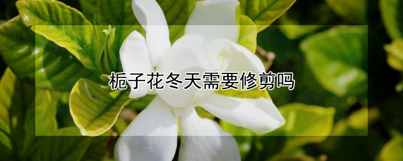 栀子花冬天需要修剪吗