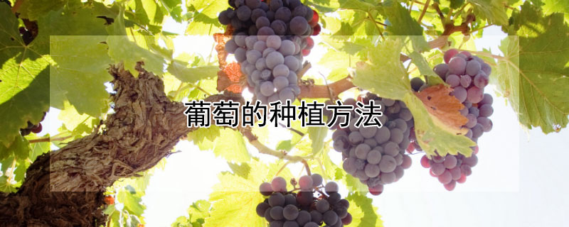 葡萄的种植方法