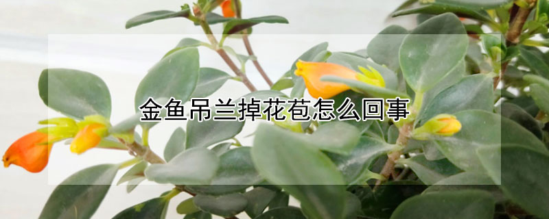 金鱼吊兰掉花苞怎么回事