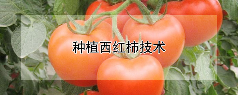 种植西红柿技术