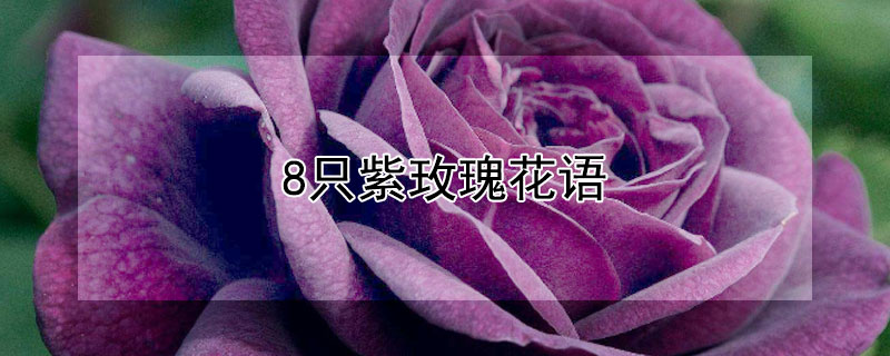 8只紫玫瑰花语