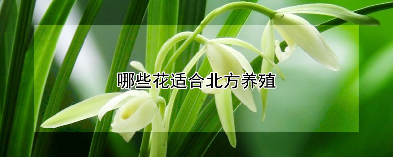 哪些花适合北方养殖