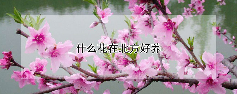 什么花在北方好养