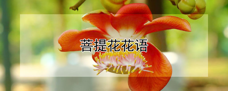 菩提花花语