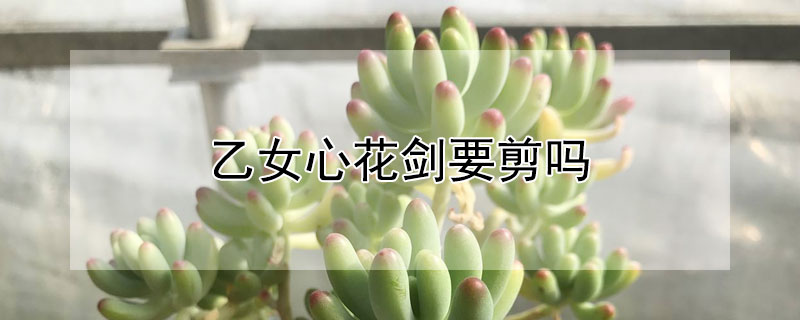 乙女心花剑要剪吗