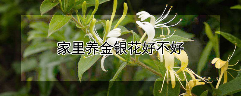 家里养金银花好不好