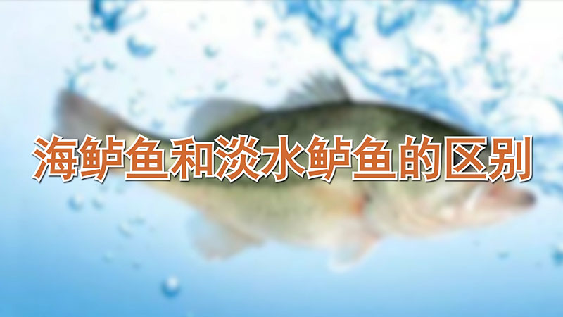 海鲈鱼和淡水鲈鱼的区别