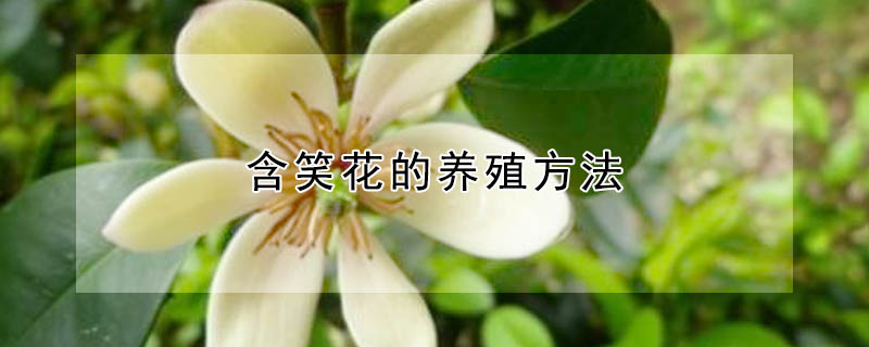 含笑花的养殖方法