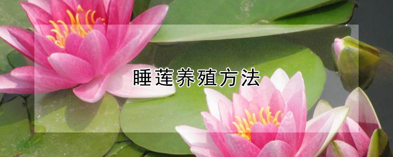 睡莲养殖方法