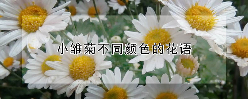 小雏菊不同颜色的花语