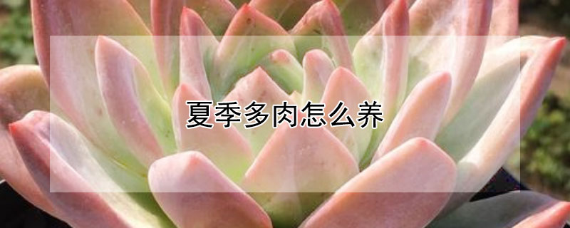 夏季多肉怎么养