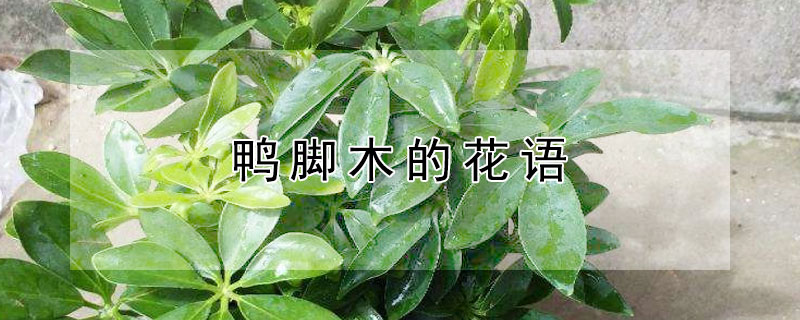鸭脚木的花语