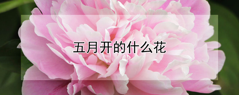 五月开的什么花