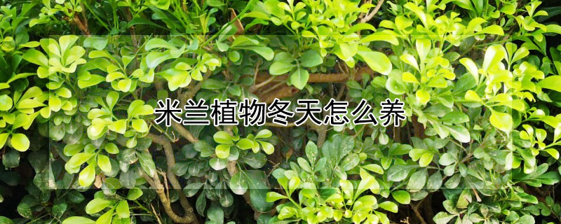 米兰植物冬天怎么养