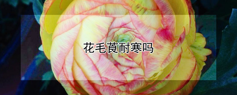 花毛莨耐寒吗