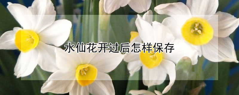 水仙花开过后怎样保存