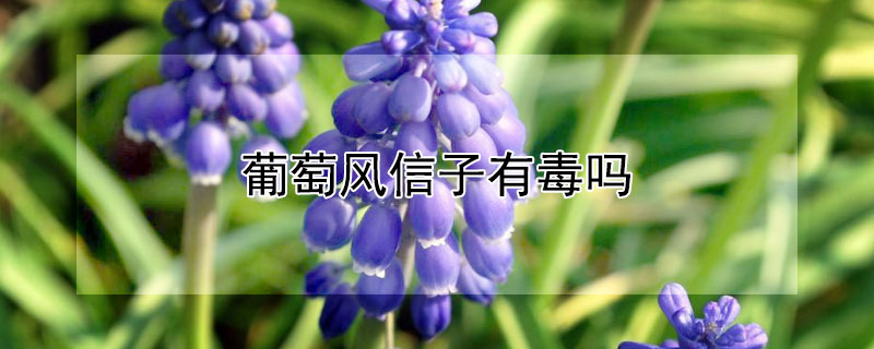 葡萄风信子有毒吗