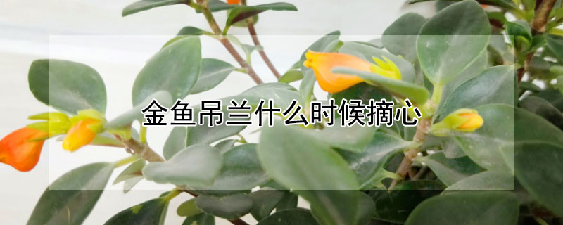 金鱼吊兰什么时候摘心