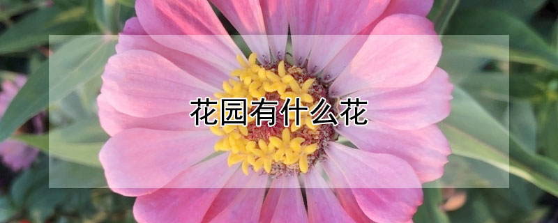 花园有什么花