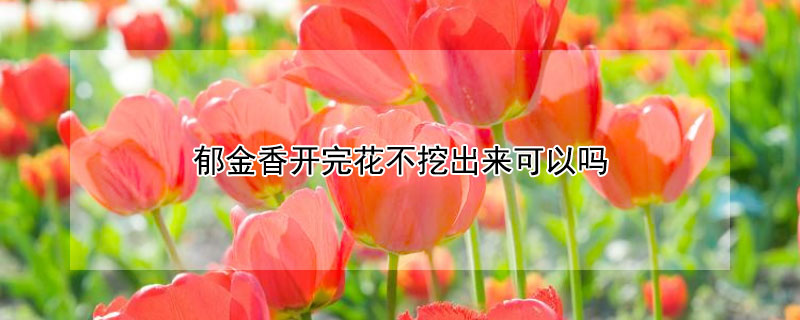 郁金香开完花不挖出来可以吗