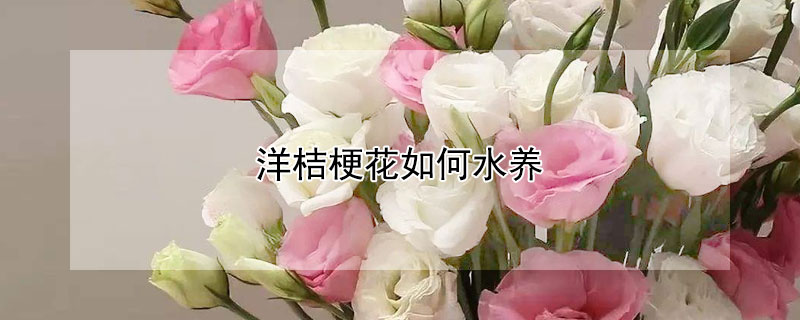 洋桔梗花如何水养