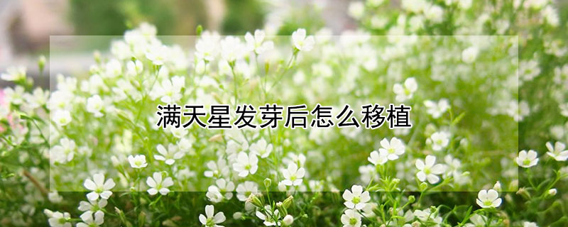 满天星发芽后怎么移植