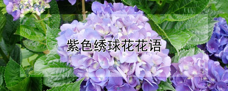 紫色绣球花花语