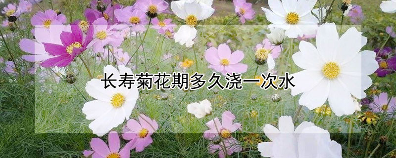 长寿菊花期多久浇一次水