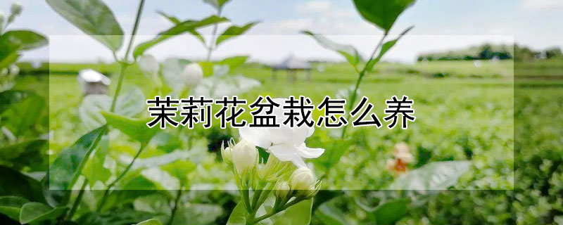 茉莉花盆栽怎么养