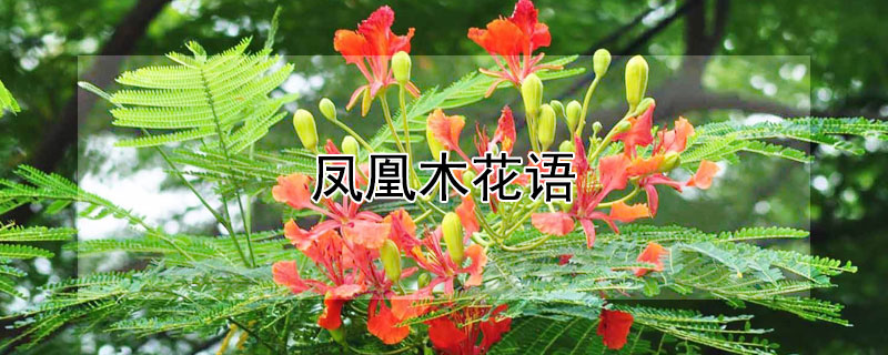 凤凰木花语