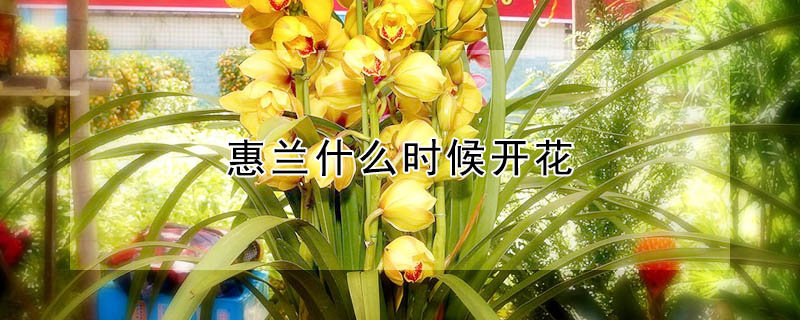 惠兰什么时候开花