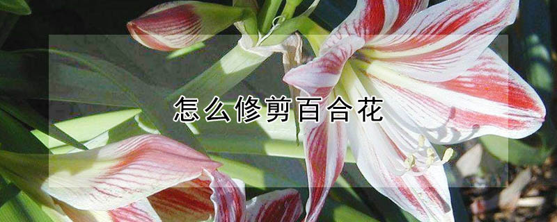 怎么修剪百合花