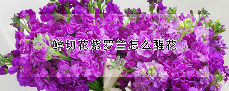 鲜切花紫罗兰怎么醒花