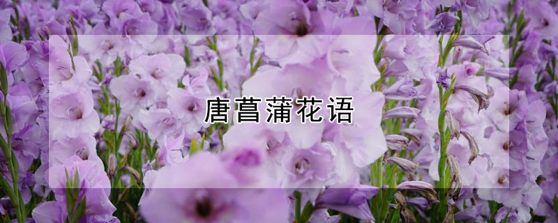 唐菖蒲花语