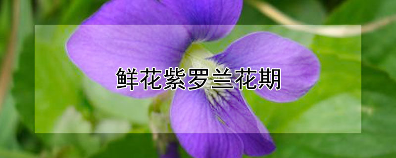 鲜花紫罗兰花期